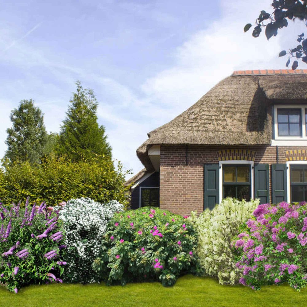 Collection Haie fleuries et parfumées - 6 arbustes Ligustrum, syringa, viburnum, rosa, buddleja, caryopteris