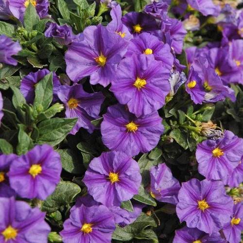 Solanum Rantonetti - Le pot de 4 litres