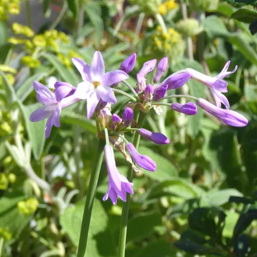 Tulbaghia violacé Pearl - Le pot de 1 litre