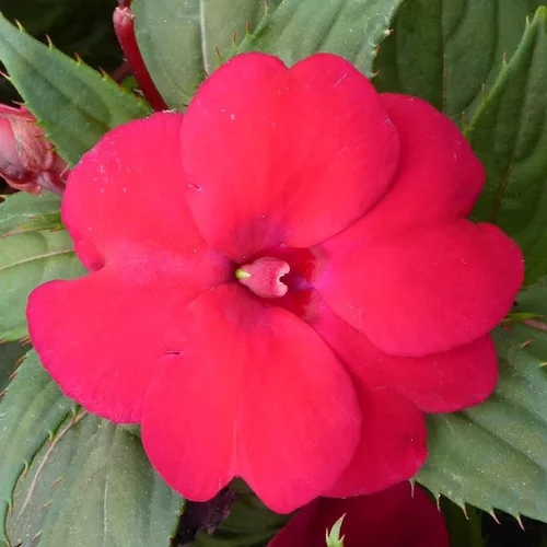 Impatiens Nouvelle Guinee retombante - La suspension diam 27 cm