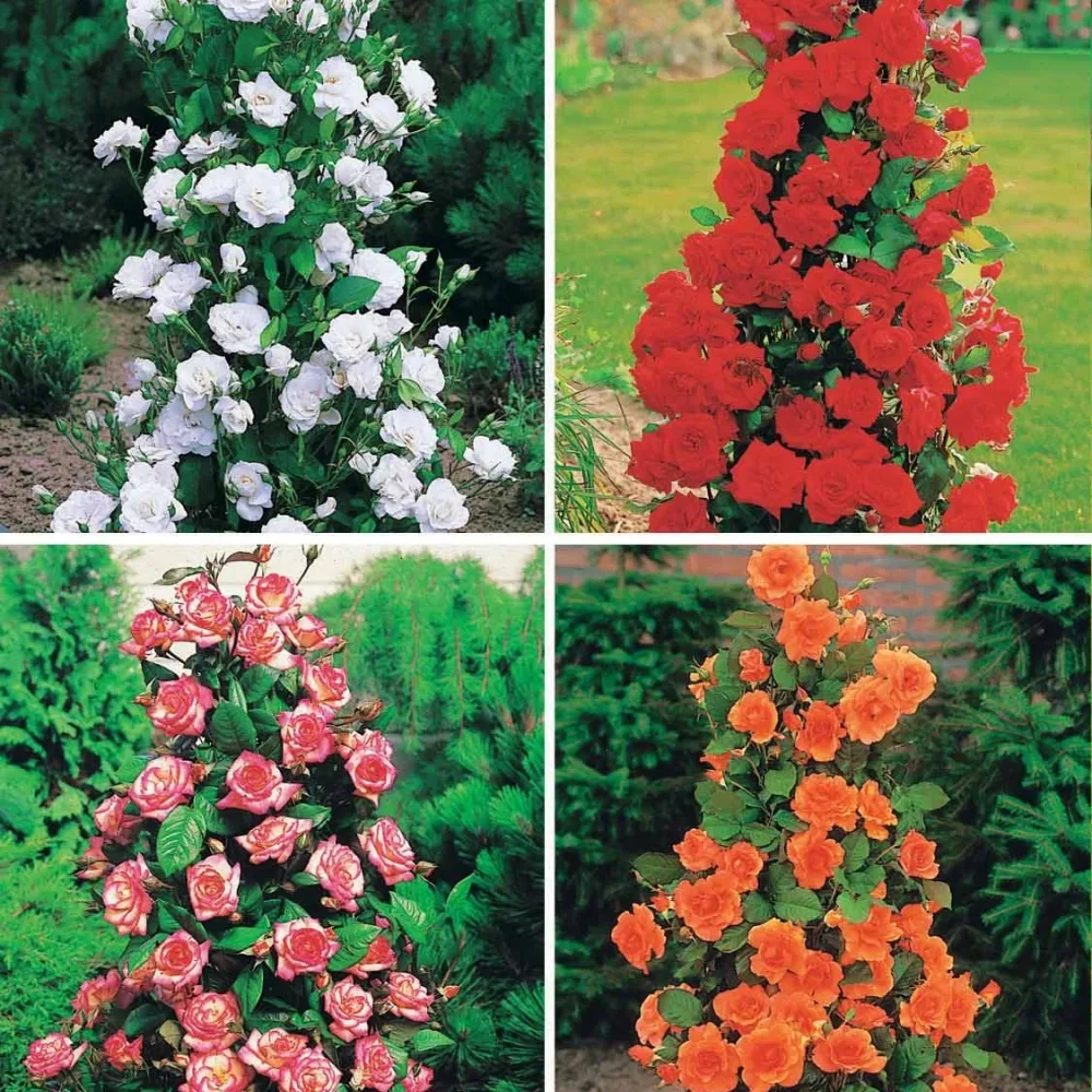 Collection de 4 Rosiers arbustes : Shalom, Korbin, Westerland, Handel Rosa shalom + haendel + westerland+korbin