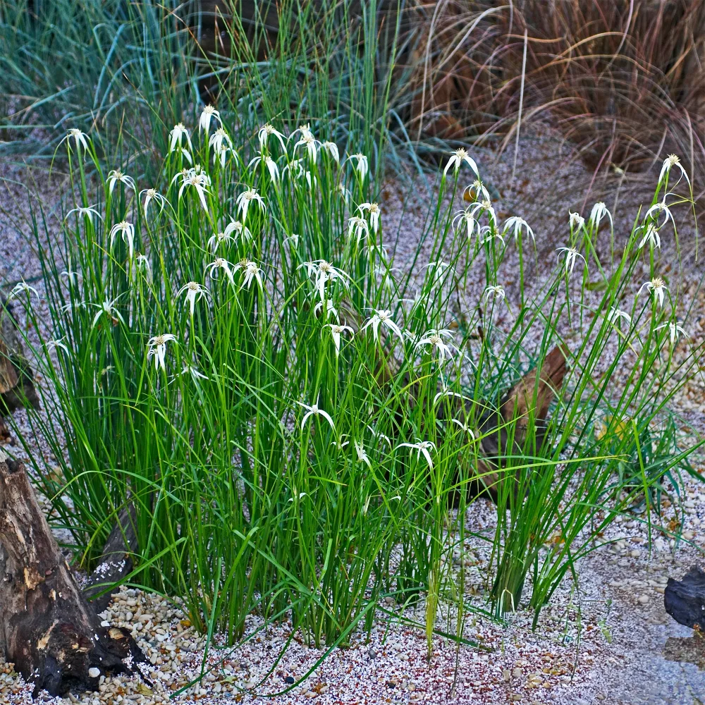 Herbe étoilée Dichromena colorata
