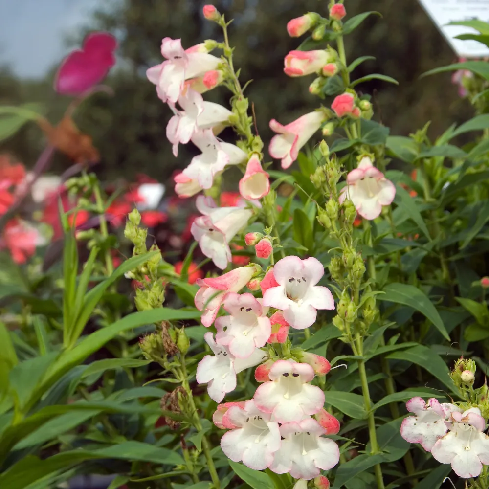 Galane Apple Blossom - Penstemon Penstemon Apple Blossom