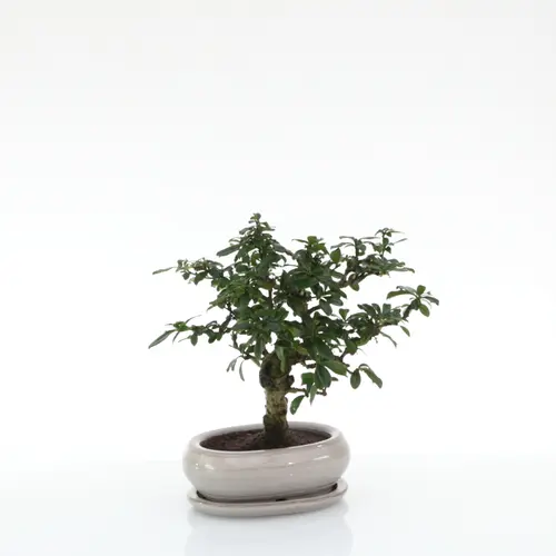 Bonsaï Carmona botanic® taille 1,5. Le pot