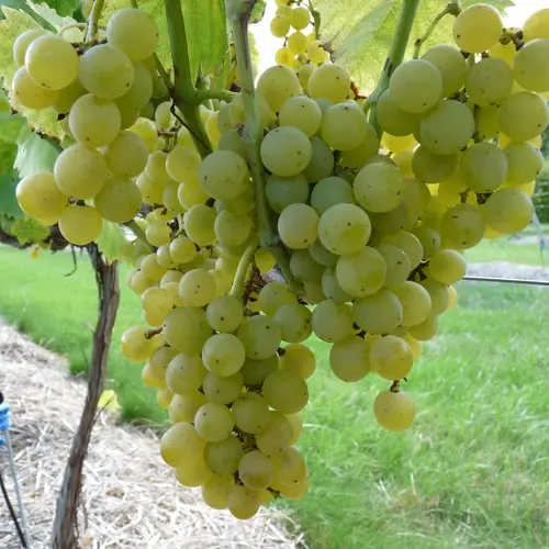Vigne Muscat Blanc Bio. Le pot de 5 litres