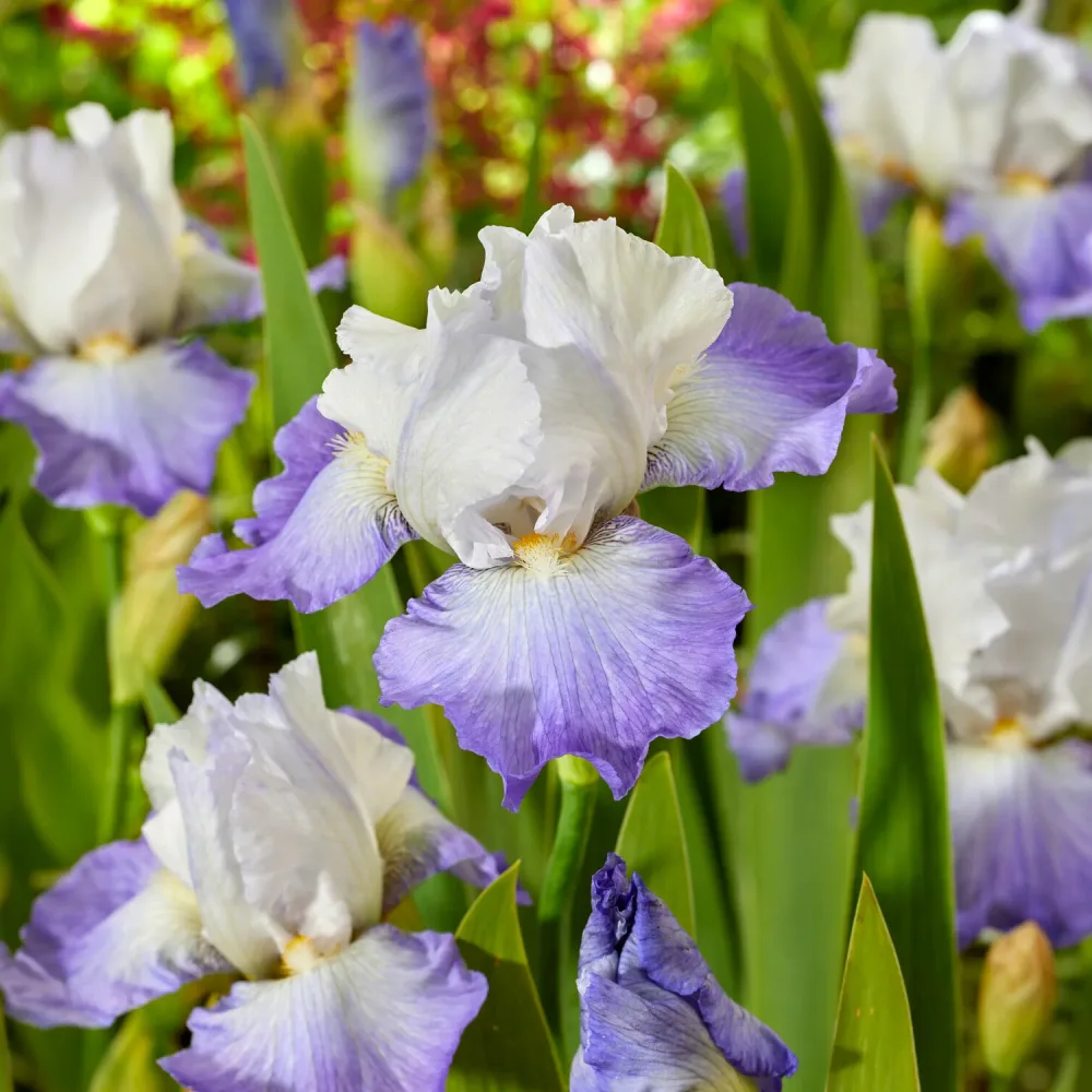 Iris de jardin Alizés Iris germanica Alizés