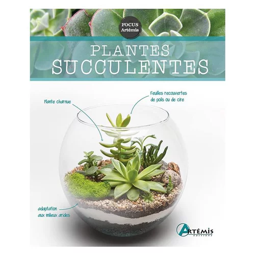 Plantes succulentes