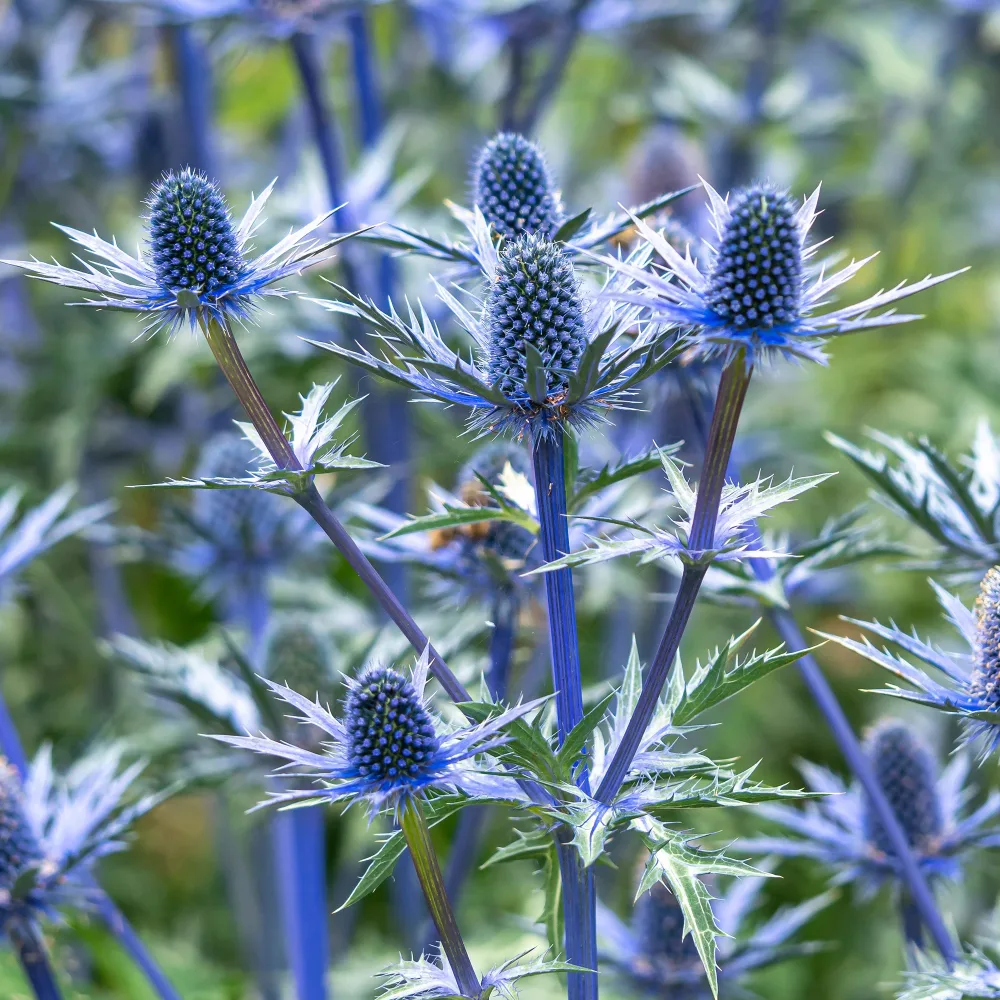 Panicaut hybride Big Blue Eryngium zabelii big blue