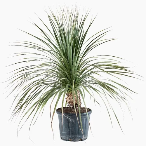 Dasylirion Longissimum en pot de 30 L vert