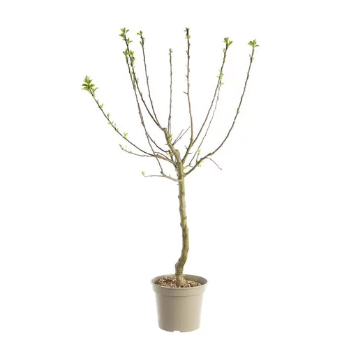 Prunier Quetsche D'Alsace. Le pot de 12 litres, forme gobelet