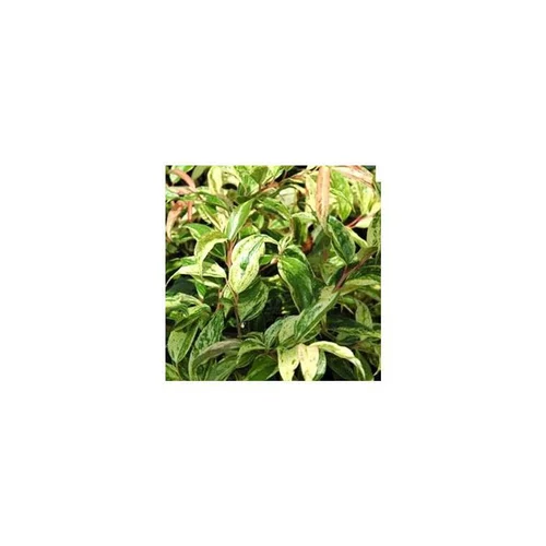 Leucothoe Fontanesiana Makijaz en pot de 2 L