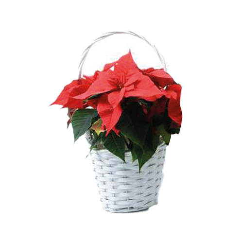 COMPOSITION DE NOËL - S