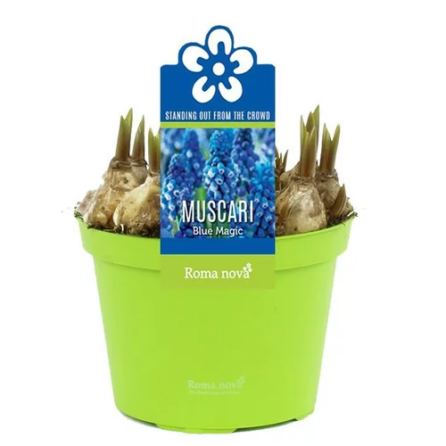 Muscari Blue Magic - Le pot de 1 litre