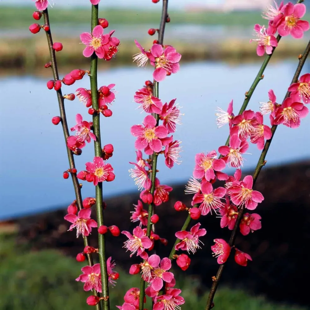 Abricotier du Japon Prunus mume beni chidori