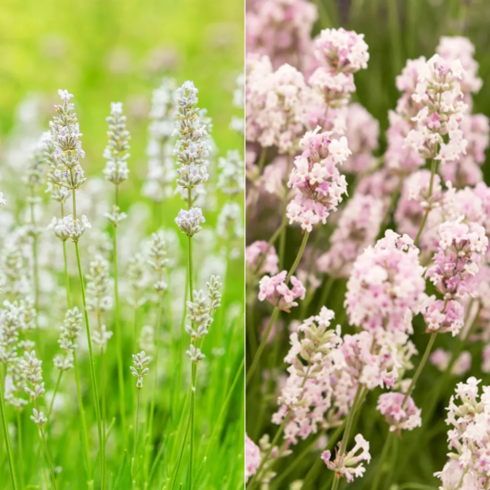Collection de 4 Lavandes blanches et roses Lavandula angustifolia alba, rosea