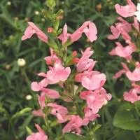 Salvia Greggii - Le pot de 2 litres