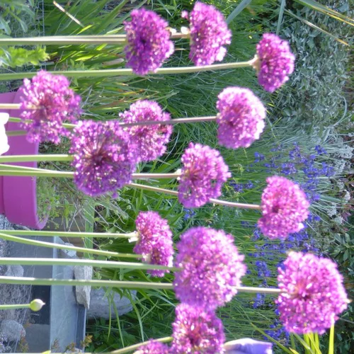 Allium Millenium - Le pot de 2 litres