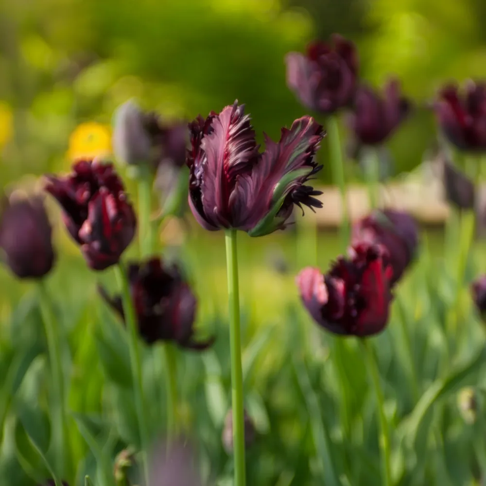 Tulipe Black Parrot Tulipa Black Parrot