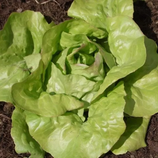 Graines bio de Laitue pommée quatre saisons Bon jardinier