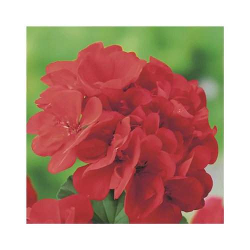 Géranium Marcada Pink - Le pot de 2,5 litres