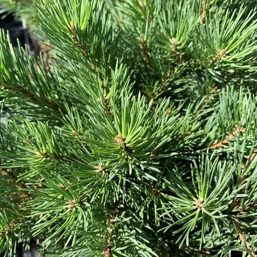 Pin sylvestre Watereri 1/4 tige. Le pot de 10 litres