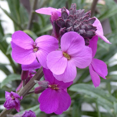 Fausse-Giroflée 'Winter Joy' - Le pot de 2 litres