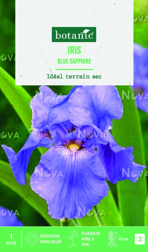 Bulbe de fleurs Iris Germanica Blue Sapphire botanic® - 1 bulbe