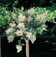Ligustrum Japonicum ou Troène 80/100 cm en pot de 10 L