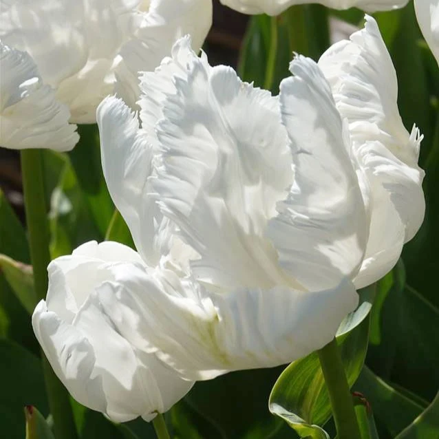 7 Tulipes perroquet White Parrot Tulipa 'white parrot'