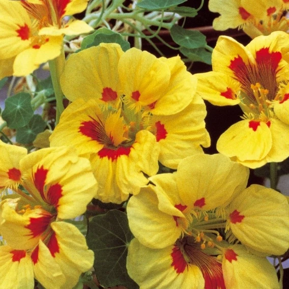 Capucine naine à fleur demi double Peach Melba Tropaeolum majus nanum