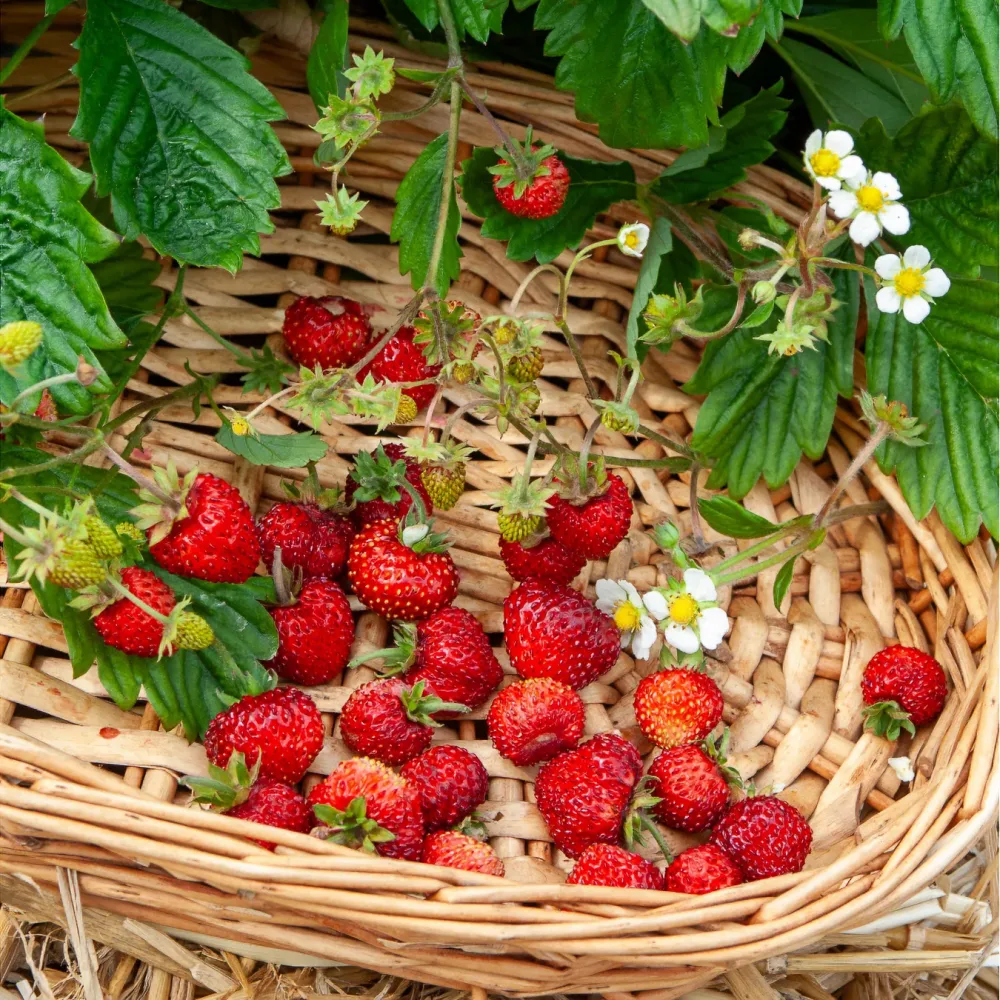 Fraisier des bois Alexandria Fragaria vesca Alexandria