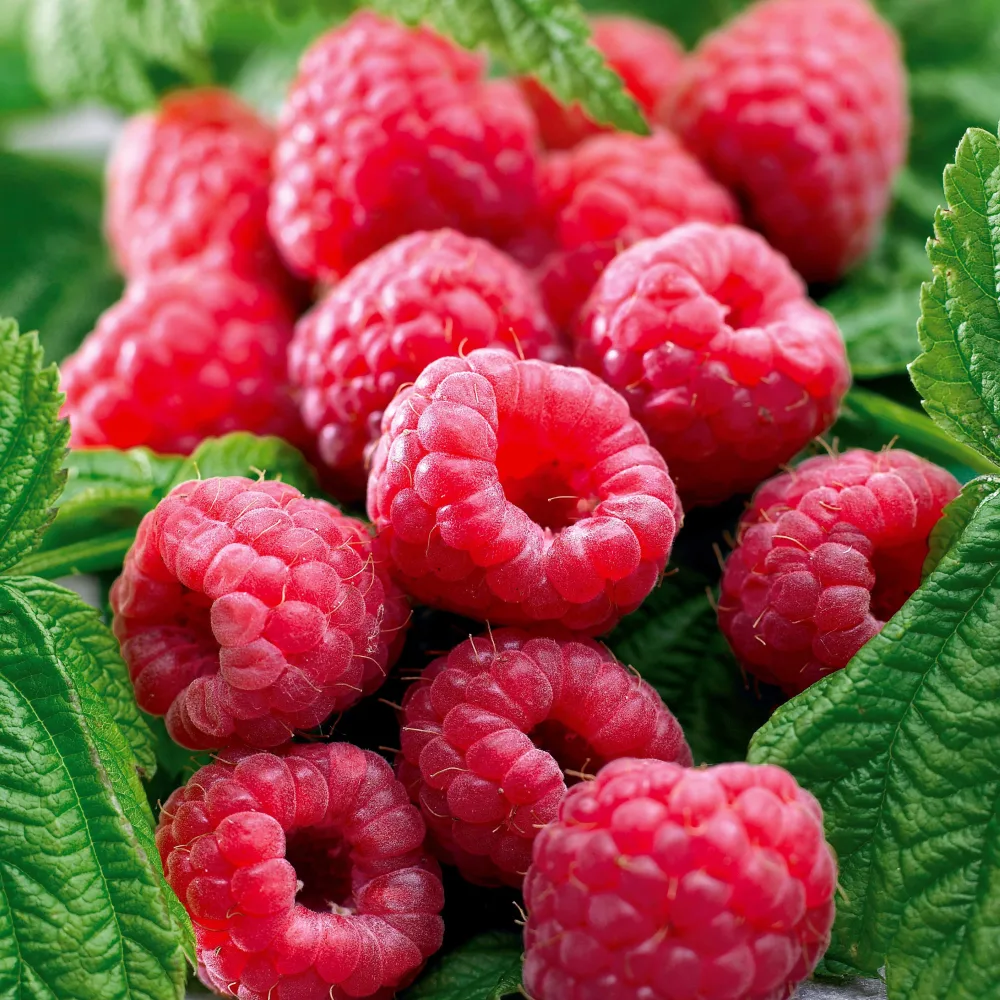 Framboisier remontant Marastar Rubus idaeus marastar ® cov ma29-20