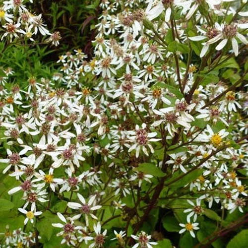Aster à grandes feuilles Albus Aster macrophyllus albus