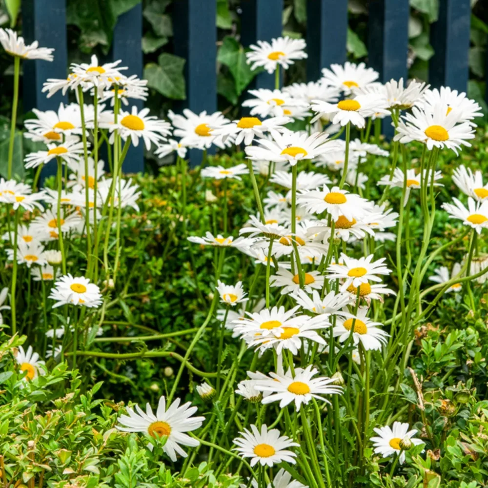 Marguerite commune Leucanthemum vulgare
