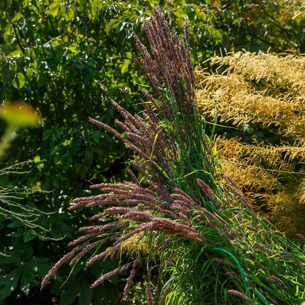 Mélique élevée pourpre Melica altissima atropurpurea