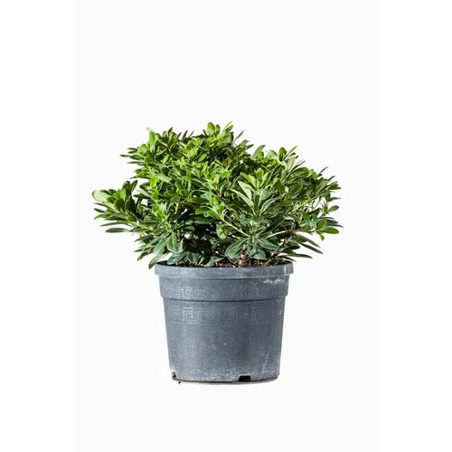 Pittosporum Tobira Nana (Pittospore du Japon nain) en pot de 3 L vert
