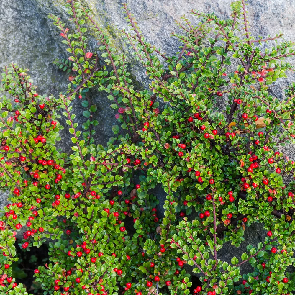 Cotoneaster rampant Cotoneaster horizontalis