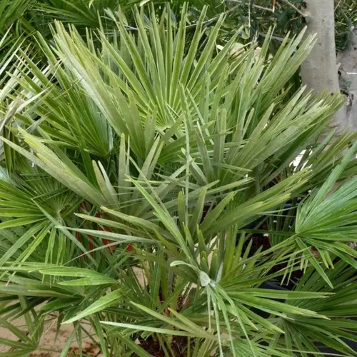 Chamaerops humilis. Le pot de 100 litres
