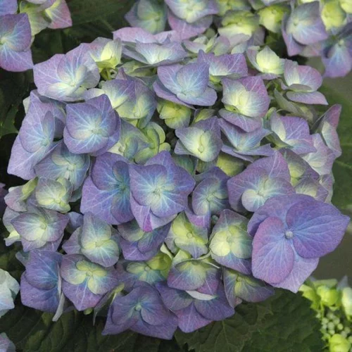 Hydrangea Macrophylla touffe – Pot de 2L