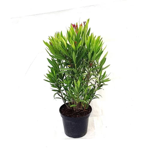 Laurier rose Italia (Nerium Oleander) 80/100. Le pot de 10 litres