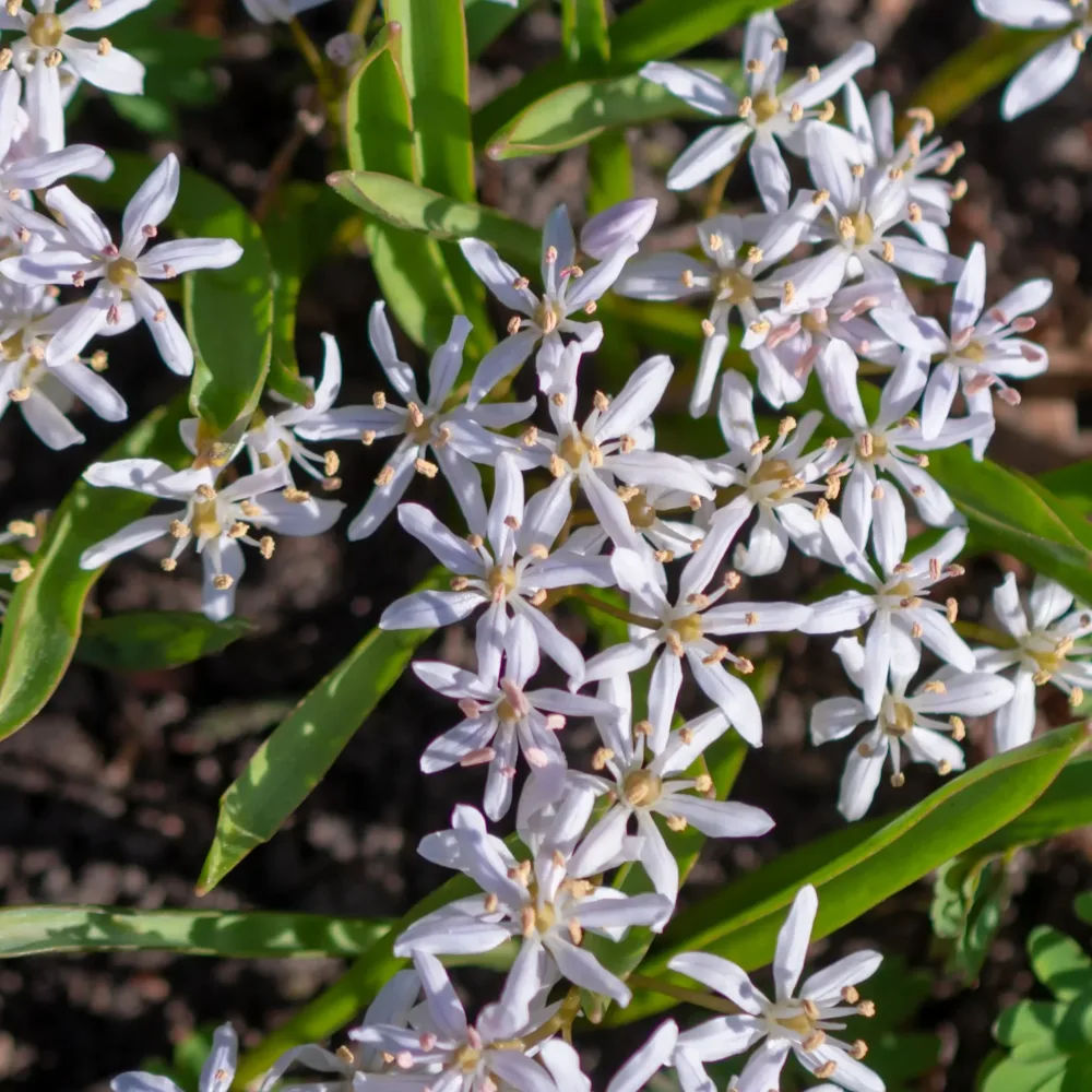 10 Scilles à deux feuilles - Scilla Scilla bifolia rosea