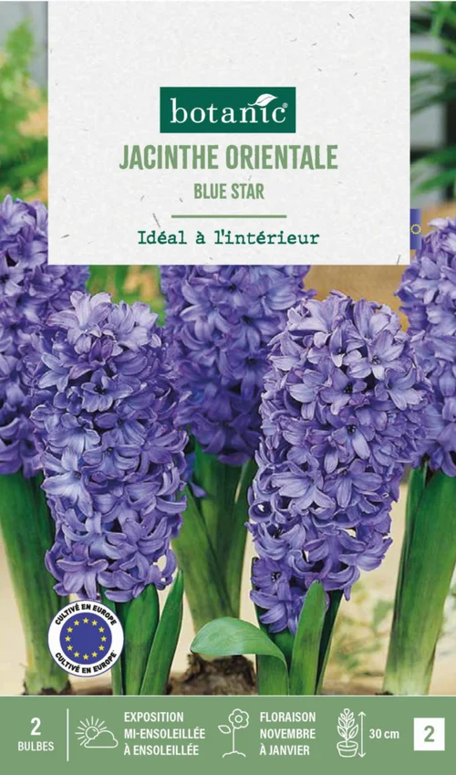 Jacinthe intérieur blue star botanic® - 2 bulbes