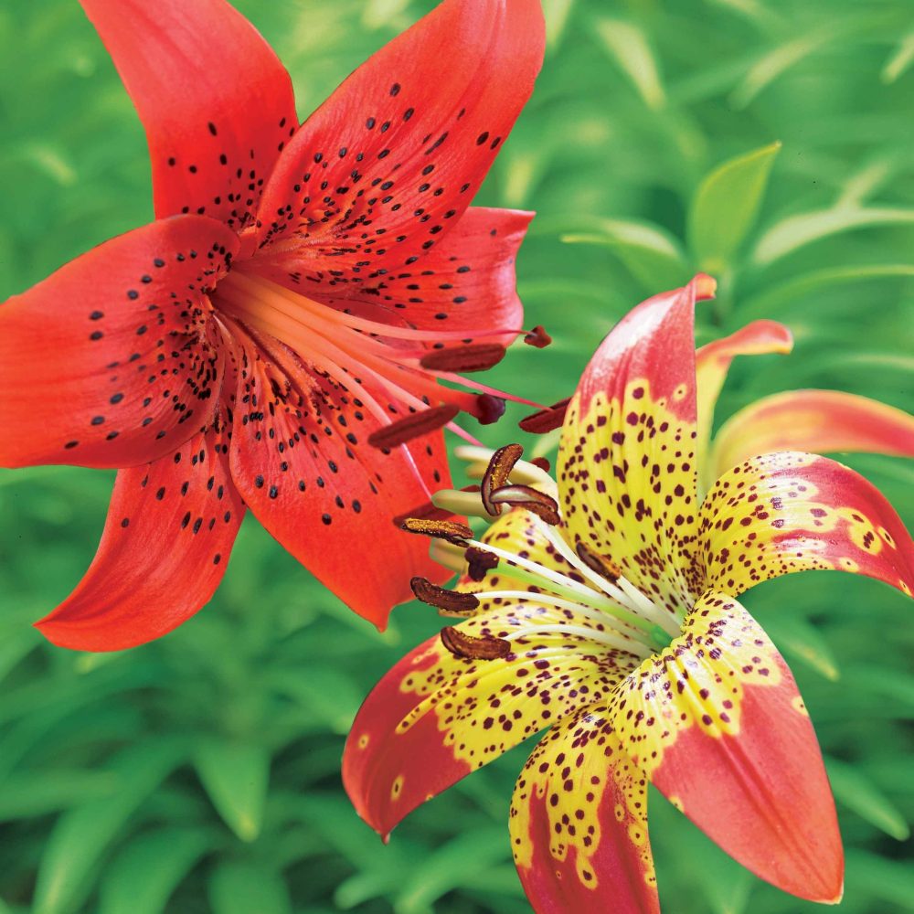Collection de 6 Lis La vie en rouge et Fusion Lilium red life , fusion