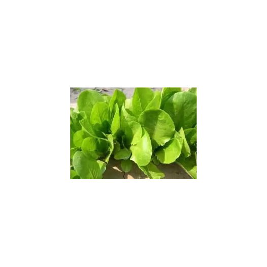 Semences bio et reproductibles de Laitue à couper Verte d'hiver