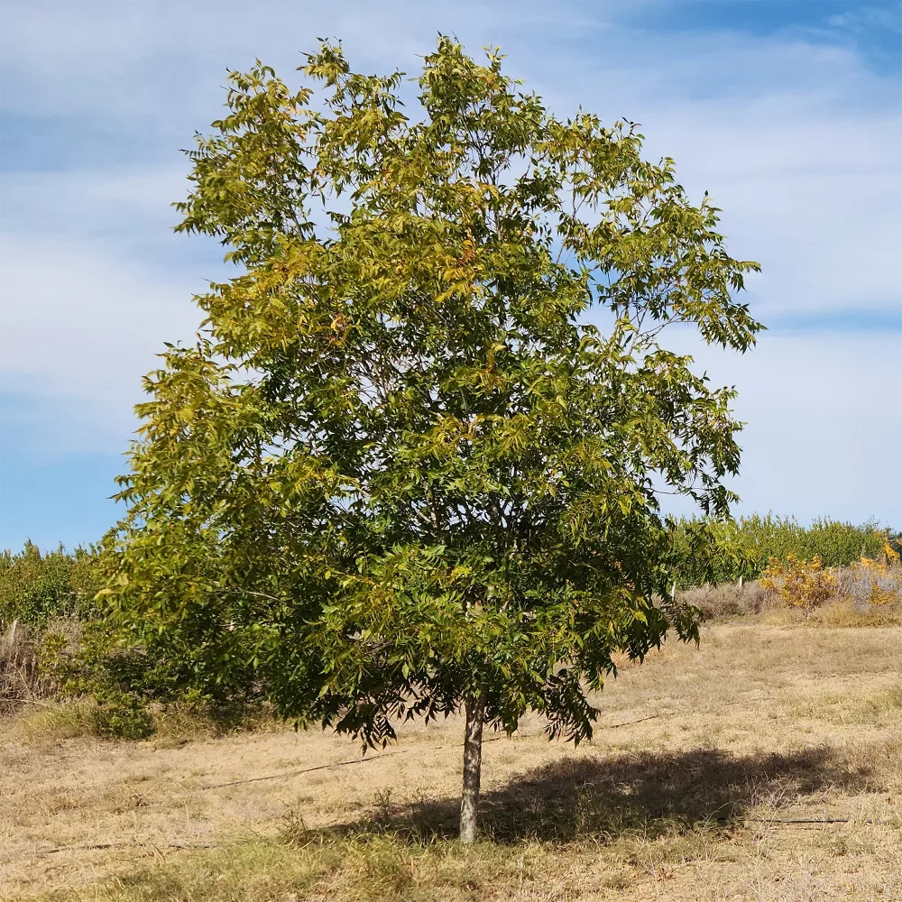 Pacanier Carya illinoinensis