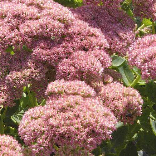 Sédum brillant rose en pot de 2 L