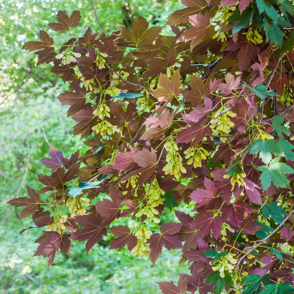 Erable sycomore Atropurpureum Acer pseudoplatanus Atropurpureum