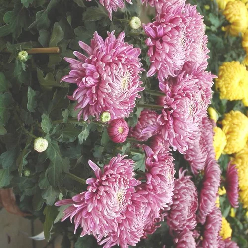 Chrysanthème à grandes fleurs doubles multicolores. Le pot Ø 19 cm