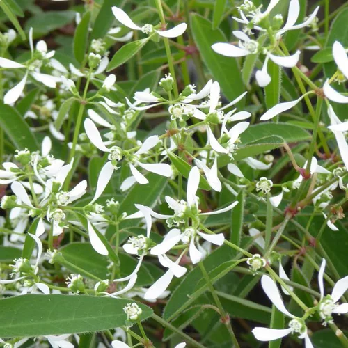 Euphorbe Diamond Frost à fleurs blanches - Le pot Ø 10,5 cm