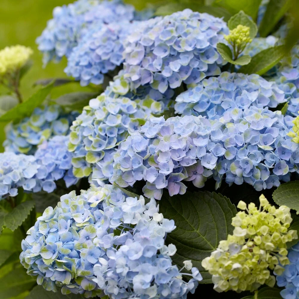 Hortensia Revolution Blue Hydrangea macrophylla Revolution Blue